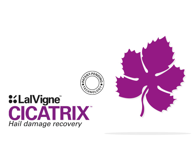  Improves the recovery of vines and their productive potential after hail damage
